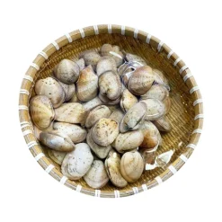 Ngao Hai Cồi Sống